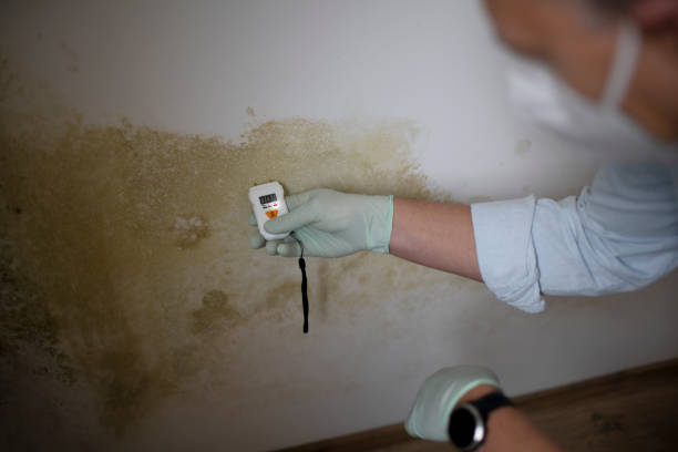 Best DIY Mold Remediation Support Services in Forestdale, MA