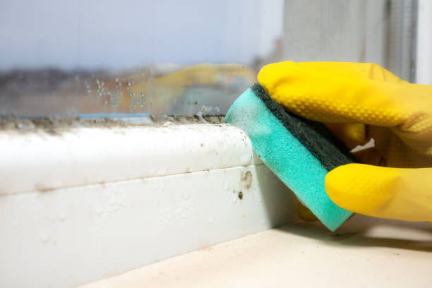 Best DIY Mold Remediation Support Services in Forestdale, MA